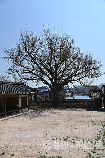 300여년 세월을 이겨낸 느티나무가 향교의 역사를 말해준다.