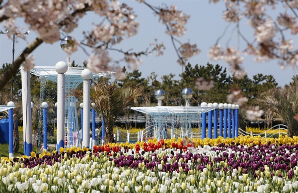 안면도국제꽃박람회가 열린 충남 태안군 안면도의 코리아플라워파크에서는 지난 9일부터 5월 10일까지 태안 세계튤립꽃박람회가 열리고 있다. 사진은 개장 후 1주일이 지난 15일 튤립꽃축제장. 벚꽃이 이제 만개하고 있다.