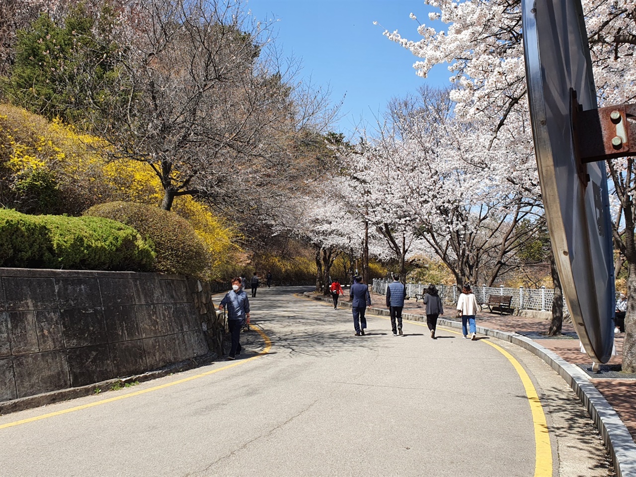 팔달산 중턱을 따라 뜷려있는 팔달산로의 풍경 팔달산의 허리부근에는 팔달산로가 뜷려있다. 특히 봄에는 벚꽃과 개나리가 화려하게 피어있어서 동네 사람들의 사랑을 받고 있다.