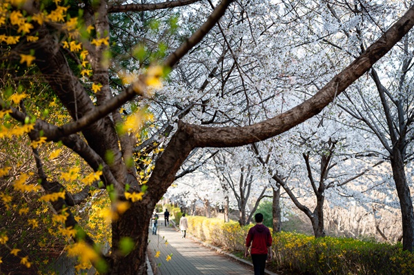서리풀공원 누에다리를 건너자마자 이어지는 벚꽃산책길.
