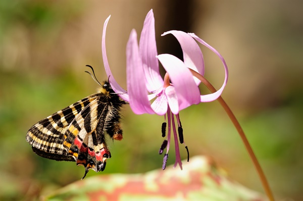 4월경에 주로 볼 수 있는 나비로서 10개월간 번데기로 월동한다.