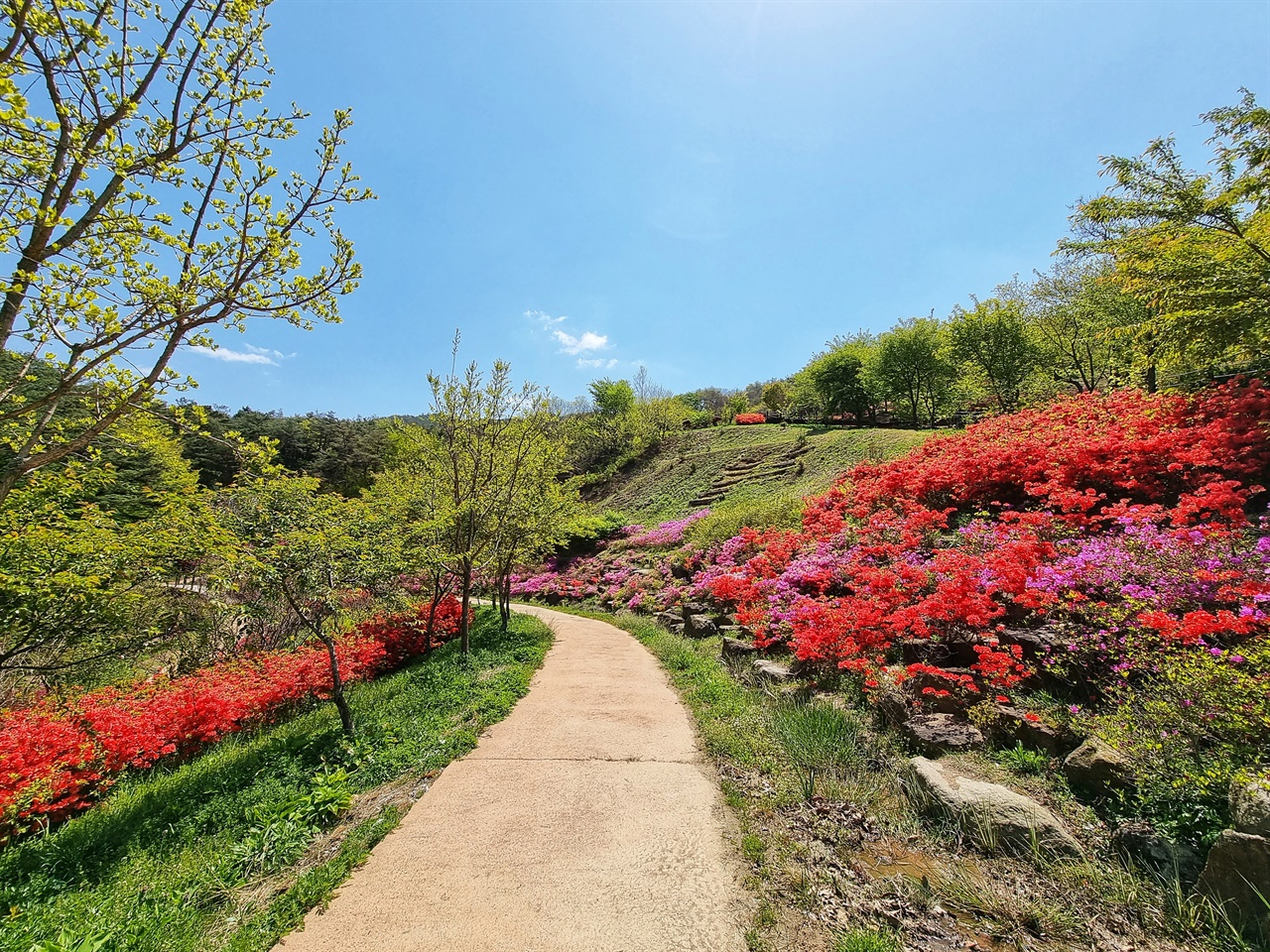 지리산구례수목원에 핀 철쭉