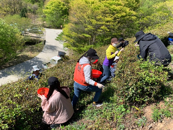 하동 지리산 구재봉 야생차 수확.