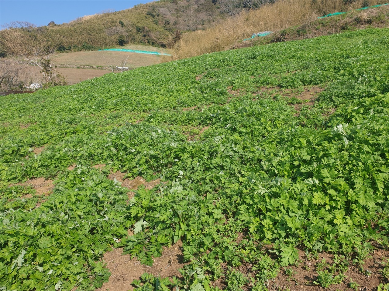 거문도 해풍 쑥밭