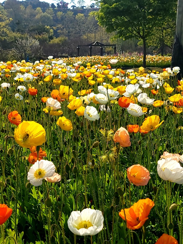 엑스포 공원의 만개한 꽃이 이국적인 정취를 자아낸다.