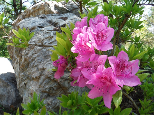 가녀린 진달래와 달리 산철쭉꽃은 강인한 아름다움이 느껴지고.
