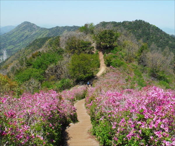 연홍빛 꽃등처럼 화사하게 피어난 산철쭉 꽃길에서 세상 시름 다 잊고.