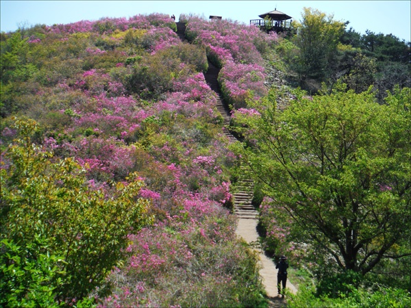 경남 창원시 비음산(510m) 정상에서 진례산성 남문 쪽으로 가는 길에 연홍빛 산철쭉꽃들이 흐드러지게 피어 있다.