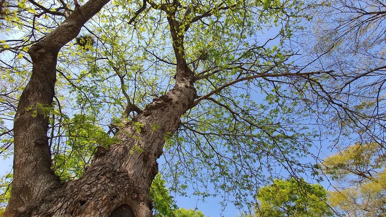 문화재청 선정 부여군 천연 기념물 대상 나무 중에 하나인 삼용리의 주엽나무의 위용