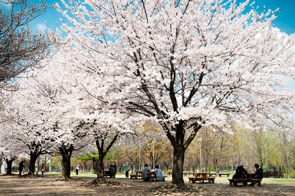 잔디마당 앞의 벚꽃이 수려하게 피어나 상춘객을 반긴다.