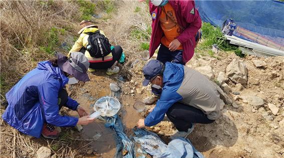  금정산 자락 양산사송지구 개발 현장에서 시민활동가들이 고리도룡뇽 구조활동을 벌이고 있다.