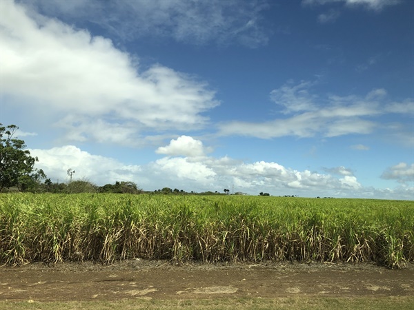 쿠바의 흔한 사탕수수 밭
