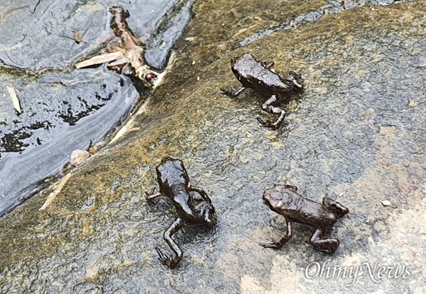 부산 온천천에 반가운 손님이 다시 찾아왔다. 생태변화에 민감한 양서류인 두꺼비가 산란을 마쳤고, 꼬리까지 없어진 새끼 두꺼비가 1일 대이동을 시작했다. 그러나 500여 마리 이상이 로드킬을 당했다.