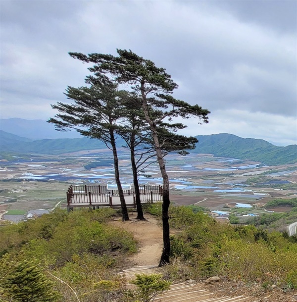 부부소나무전망대 전망대 뒤에 또 한그루의 소나무가 있다. 관람객 나름대로 풀어가는 이야기가 흥미롭다.