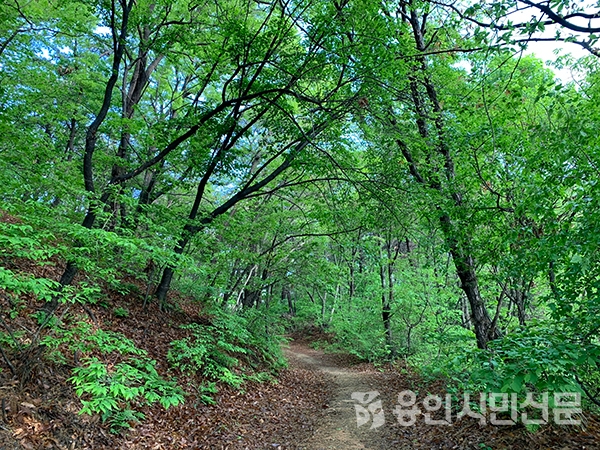 조화를 이루는 자연스런 숲