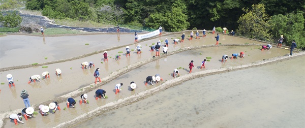 12일 오후 지리산 자락인 경남 함양군 마천면 도마마을에서 다랑이논 국가주요농업유산 등재를 위한 전통방식의 모내기 체험이 진행되고 있다.