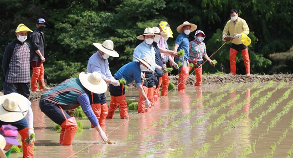 12일 오후 지리산 자락인 경남 함양군 마천면 도마마을에서 다랑이논 국가주요농업유산 등재를 위한 전통방식의 모내기 체험이 진행되고 있다.