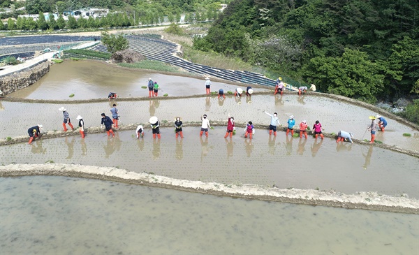 12일 오후 지리산 자락인 경남 함양군 마천면 도마마을에서 다랑이논 국가주요농업유산 등재를 위한 전통방식의 모내기 체험이 진행되고 있다.