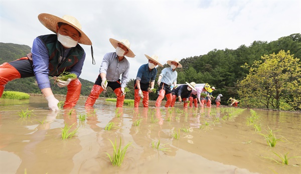 12일 오후 지리산 자락인 경남 함양군 마천면 도마마을에서 다랑이논 국가주요농업유산 등재를 위한 전통방식의 모내기 체험이 진행되고 있다.