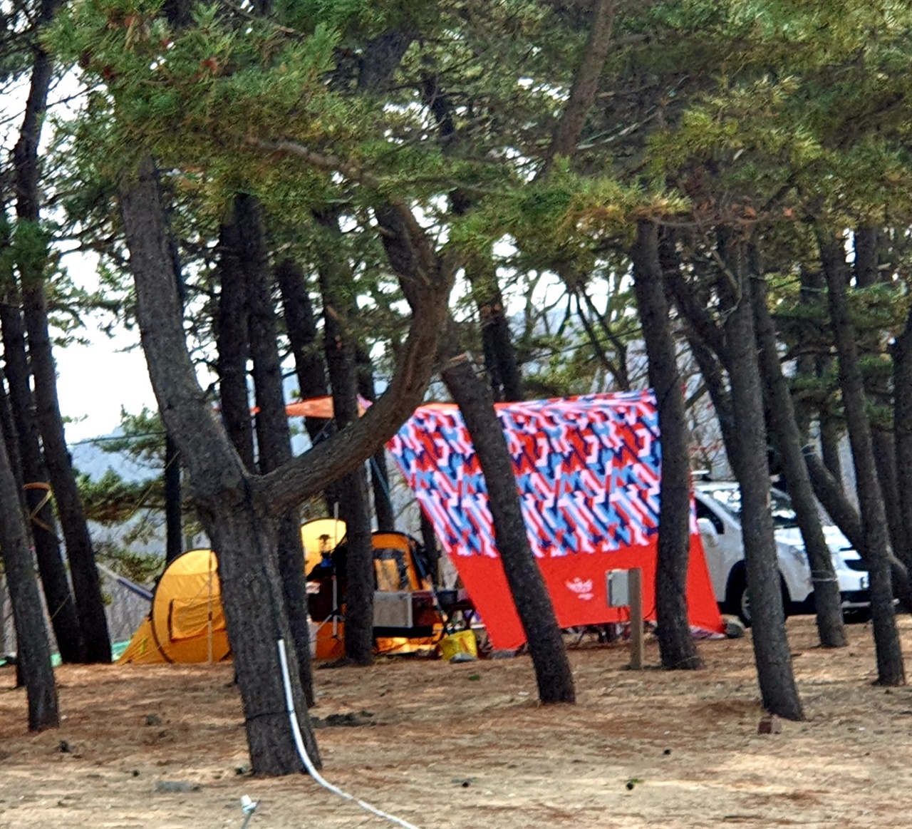 태안반도에 산재된 해수욕장의 소나무숲에 캠필객들이 넘쳐나고 있다,