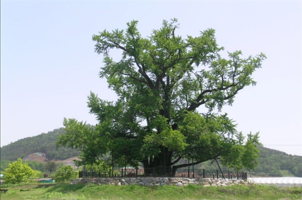 광주광역시 기념물 제10호로 지정된 ‘칠석동 은행나무’ 800살 먹은 할머니 당산나무다