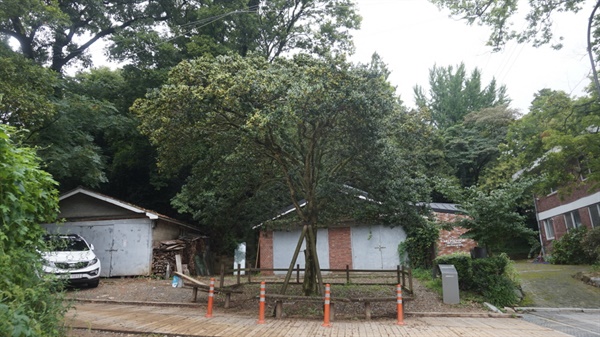 광주광역시 기념물 제17호로 지정되어 보호받고 있는 ‘양림동 호랑가시나무’