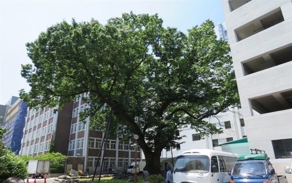 광주광역시 기념물 제19호로 지정된 ‘학동 느티나무’