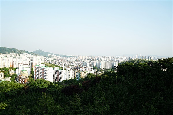 편백나무 숲과 멀리 서울시내 풍경