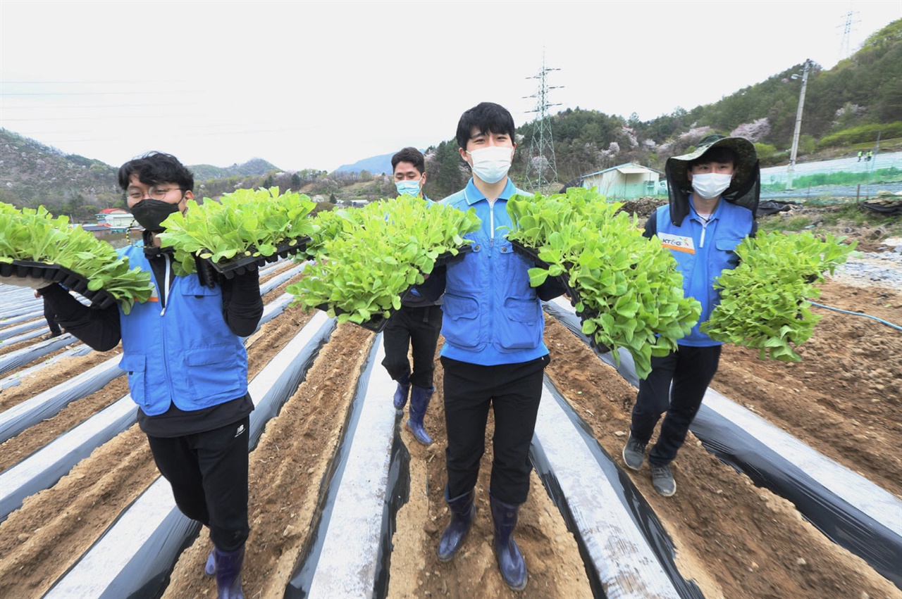 지난 4월 KT&G 임직원들이 충북 제천지역에서 잎담배 이식 봉사에 참여하는 모습