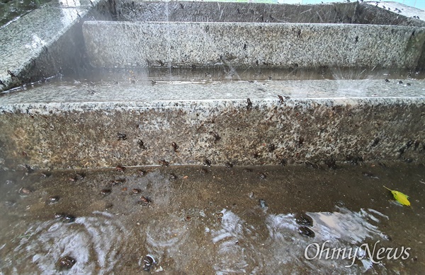 비가 내린 15일 부산 온천천 주변에서 힘겹게 계단을 오르는 아기 두꺼비들.