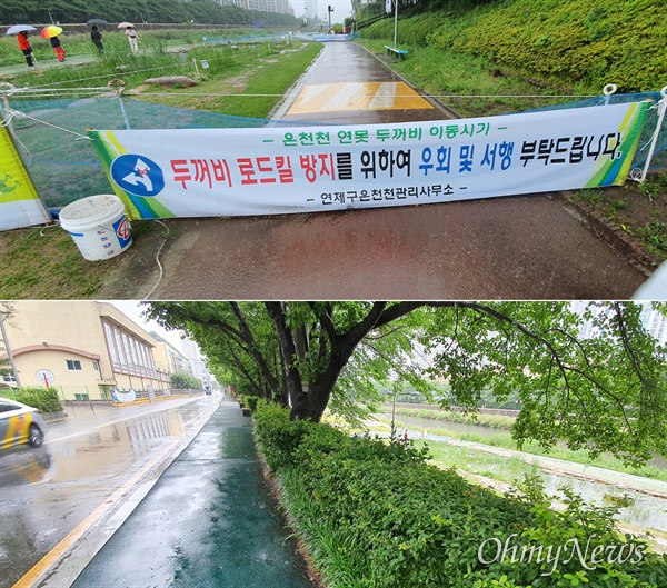  부산 도심 하천인 온천천의 생태 연못을 나와 화단을 넘고 아스팔트 도로를 건너야 하는 아기 두꺼비들의 여정은 쉽지 않다.