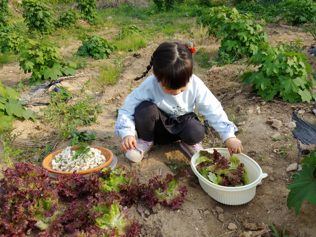 고기를 줄이자 부모님 텃밭이 보였다. 아카시아 꽃을 따서 튀김해먹고, 상추를 채썰어 비빔밥과 샐러드를 즐기게 됐다.