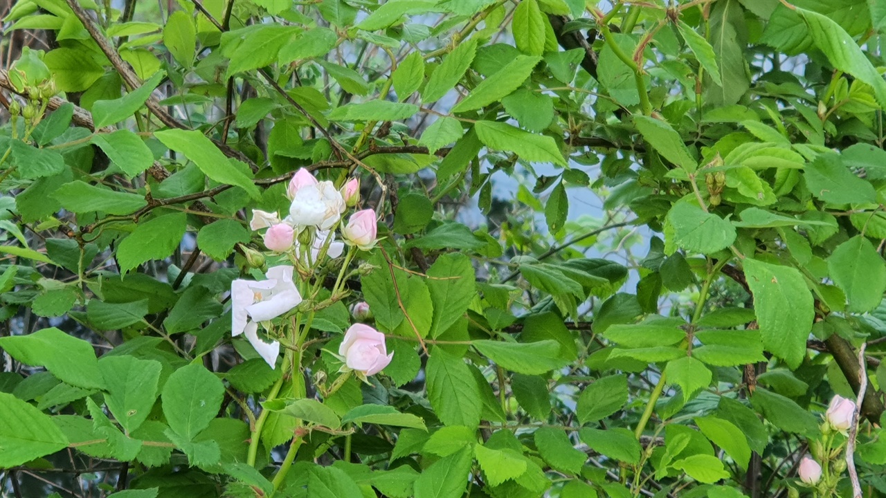 꽃이 필때의 에너지가 최대한 집중이 되는 봉오리일때 훨씬 붉은 색이 집중이 되는 찔레꽃