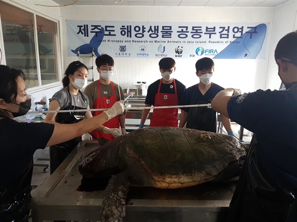 낚싯줄로 인해 폐사한 바다거북을 부검하는 제주도 해양생물 공동부검연구 현장 모습. 