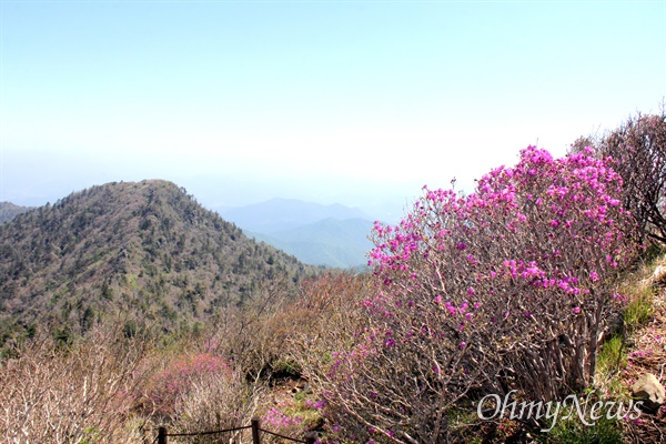 5월 22일 지리산 천왕봉 아래에 피기 시작하는 철쭉과 진달래.