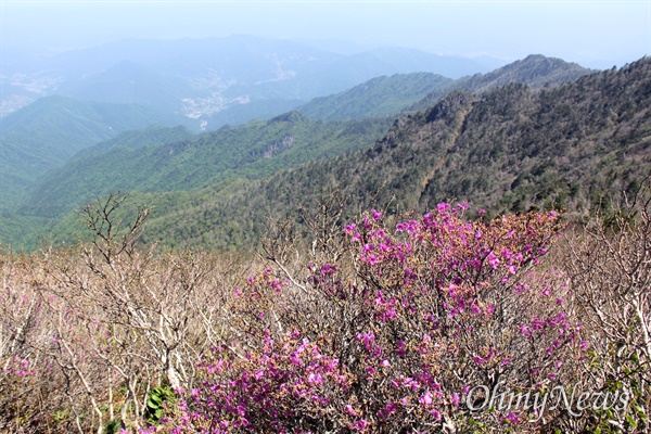 5월 22일 지리산 천왕봉 아래에 피기 시작하는 철쭉과 진달래.