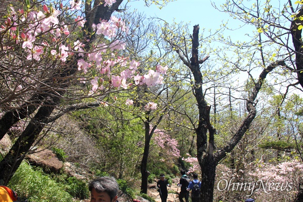 5월 22일 지리산 천왕봉 아래에 피기 시작하는 철쭉.