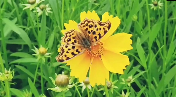 꽃 위에 앉아 달콤한 식사 중인 범무늬나비