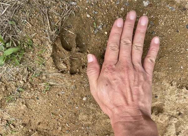 성인 남성의 손과 비교한 멧돼지 발자국