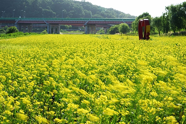 바람에 흔들리는 유채꽃