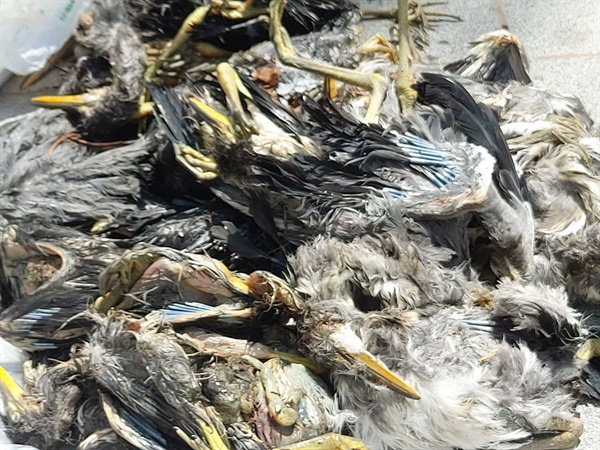 낙동강 상류 안동댐 근처에서 매일 20여 마리 이상의 새가 산업폐기물인 중금속으로 오염된 물고기를 먹고  죽어가고 있다. 