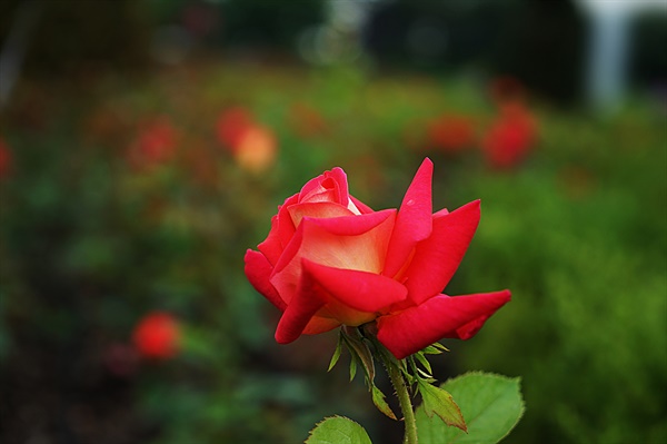 빨간 장미가 아름답다.