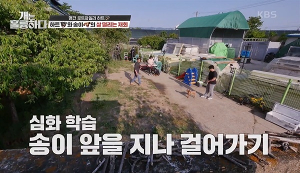  KBS2 <개는 훌륭하다> 한 장면.