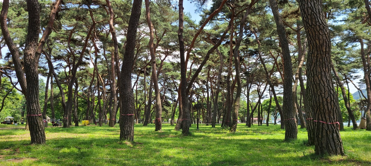 송호리 소나무 숲   양산팔경 중심이다. 백 년 넘은 소나무 숲이 있어 삼림욕 하기 좋다.