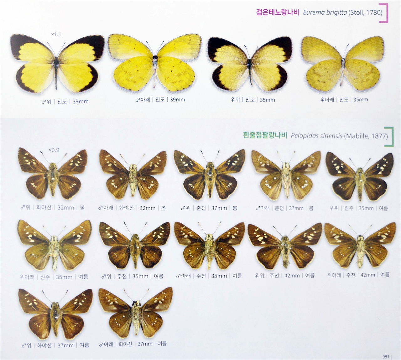주재성 교사가 최초 발견 이름지어 학회, 도감 등에 나비 기록종 
