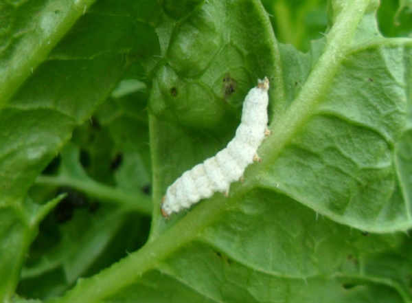 배추잎을 갉아먹은 애벌레가 살충미생물에 감염되어 죽은후에, 흰색의 곰팡이균 포자가 생겼다.