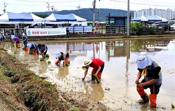  진주시농민회, 진주시여성농민회, 진주6·15운동본부는 7일 진주시 금산면 중천리 논에서 통일쌀 모내기를 했다.