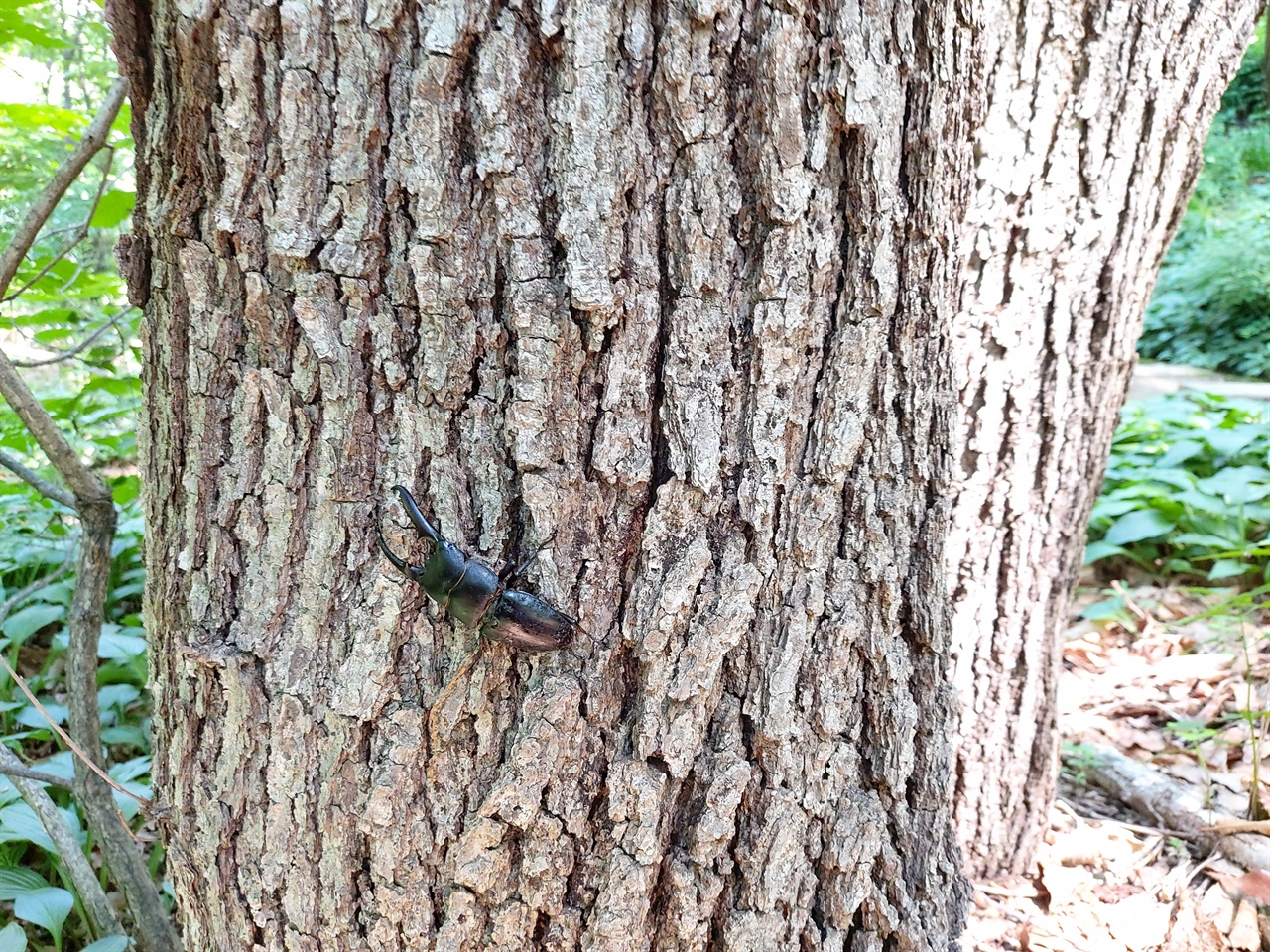 사슴벌레는 주로 참나무에서 살며 참나무에서 나오는 진액을 빨아먹습니다.