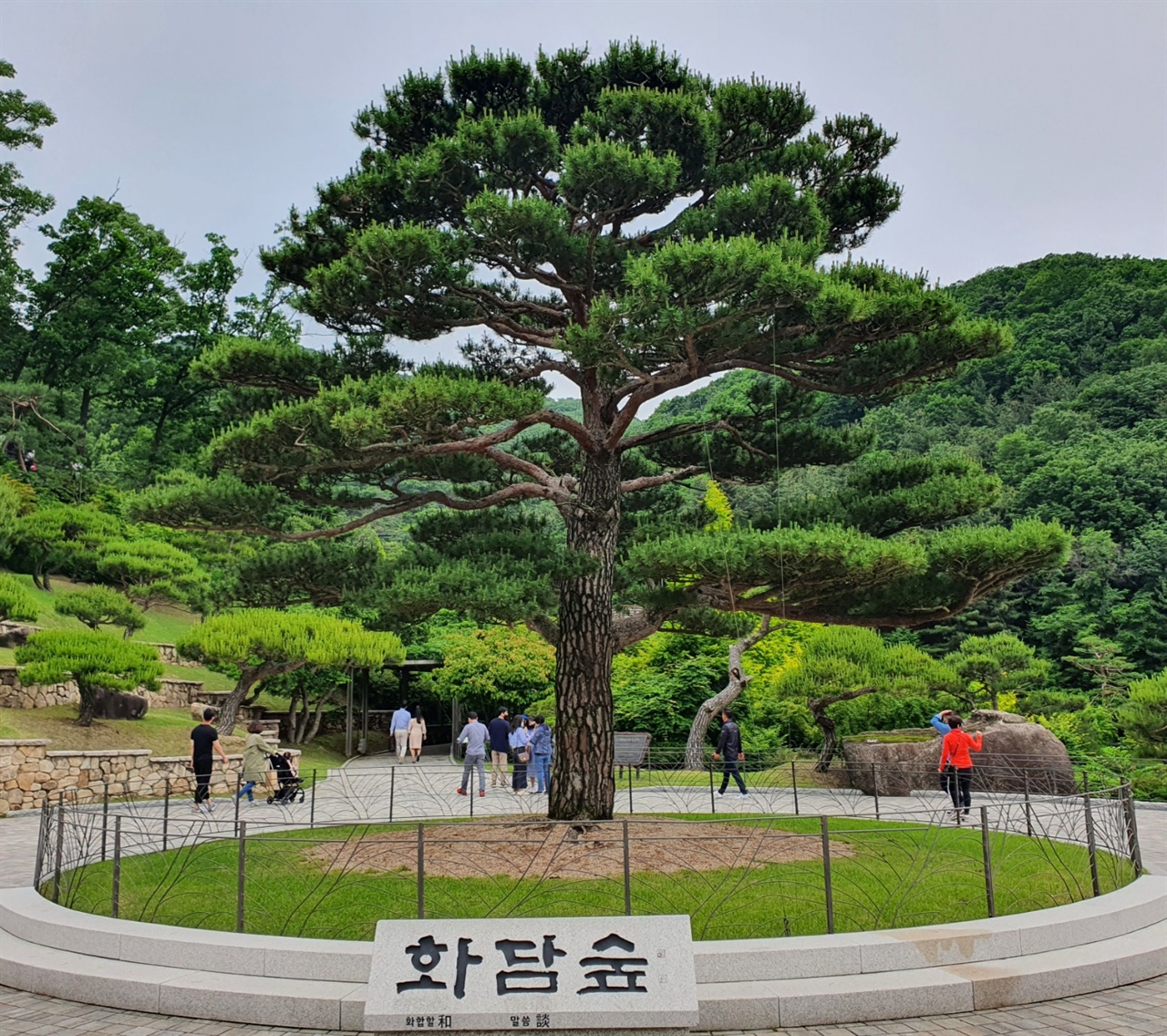 화담숲의 상징 천년 화담송 화담숲은 구본무 회장의 호인 화담을 따서 만든 것으로 생전 구회장이 아끼고 가꿨던 숲으로 알려졌다.