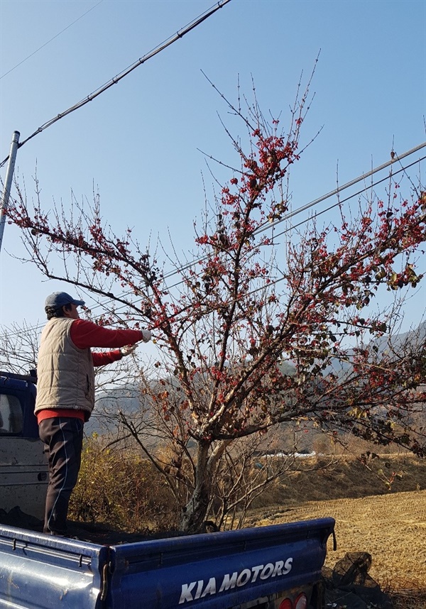  산수유 나뭇가지를 도구를 이용해서 터는 모습